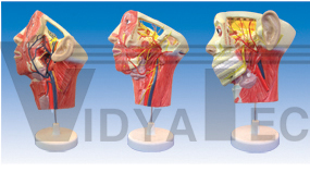 The model of vas and nerves distributing in face and cervix